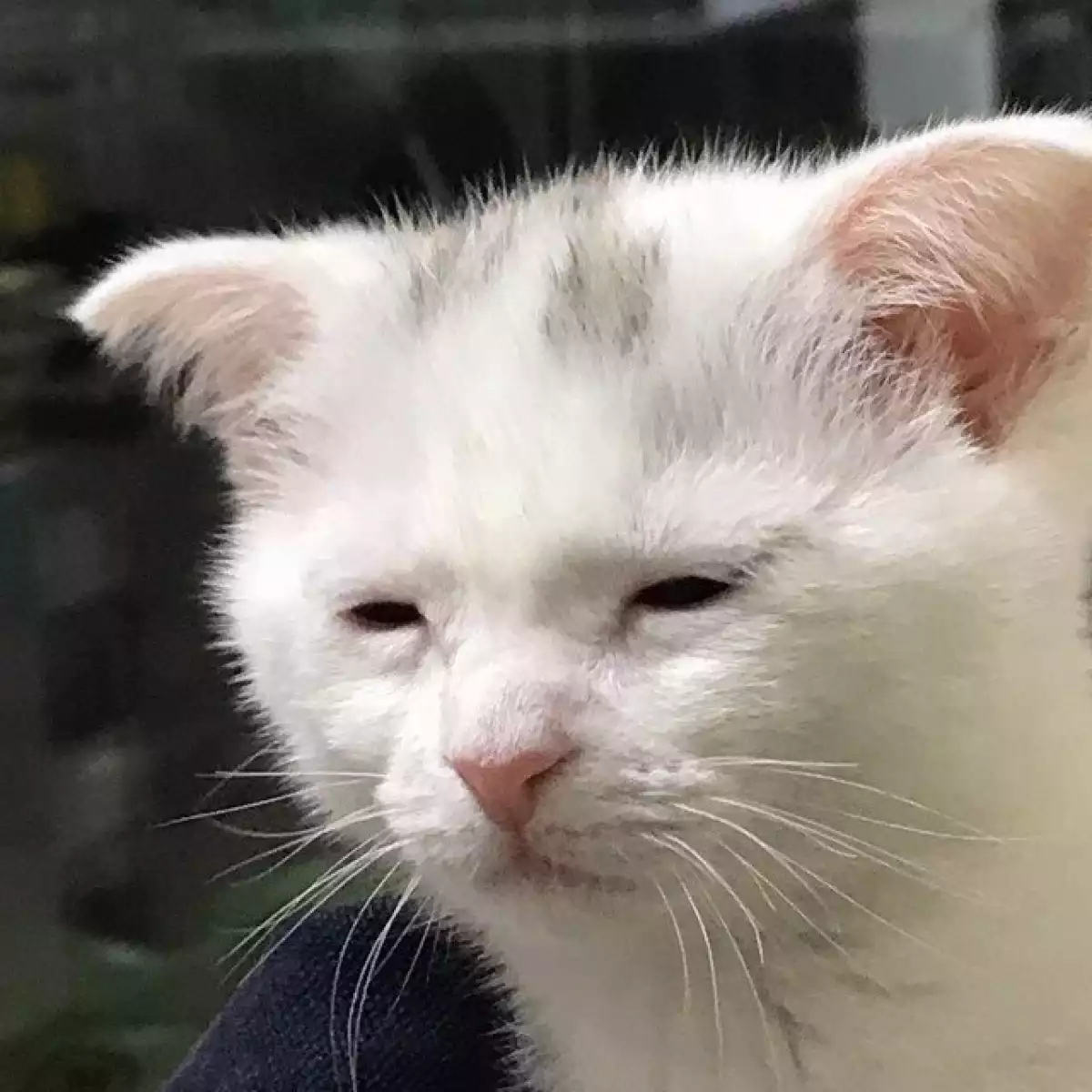 content_image