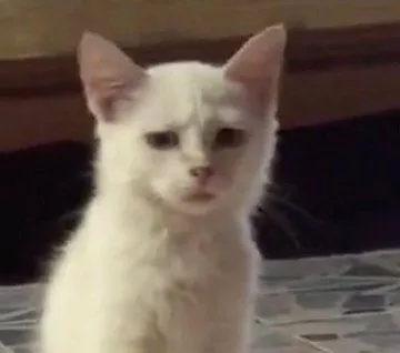 content_image